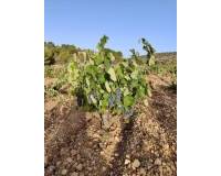 Sale - Rural Land - Algueña - ALGUEÑA