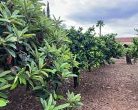 Sale - Single family house - Elche pedanias - Jubalcoi-Saladas