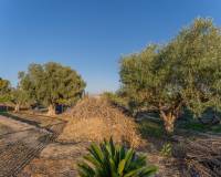 Sale - Single family house - Elche pedanias - Llano de san jose