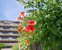 Venta - Apartamento - Arenales del sol - Calle valladolid