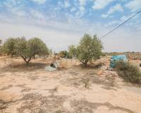 Venta - Chalet - Elche pedanias - Poligono carrus