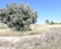 Venta - Solar - Lietor - Castilla la mancha