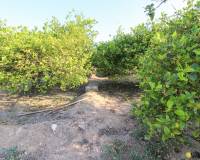 Venta - Terreno rural - Elche pedanias - LA MARINA