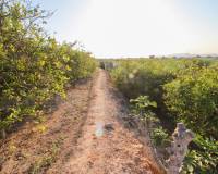 Venta - Terreno rural - Elche pedanias - LA MARINA