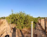 Venta - Terreno rural - Elche pedanias - LA MARINA