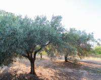Venta - Terreno rural - Elche pedanias - LA MARINA